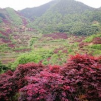 供應(yīng)紅楓，垂絲海棠，紅豆杉，櫻花，藍莓，雞爪槭