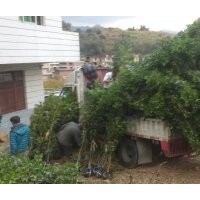 福建叢生四季桂花基地，泉州四季桂花價格，哪里的桂花最便宜