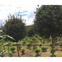 紅葉石楠樹