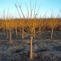 金枝槐樹苗，金枝槐，7公分金枝槐價格