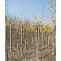 金枝槐_金枝槐價格_金枝槐圖片