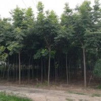 洛陽(yáng)地區(qū)欒樹