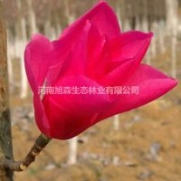 旭森萬畝玉蘭基地工程苗紅白黃紫廣玉蘭大量供應