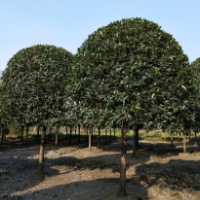 桂花樹種植，桂花樹采購，如何種植桂花樹