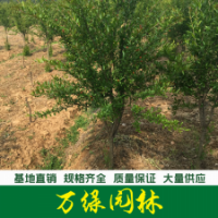 石榴樹
