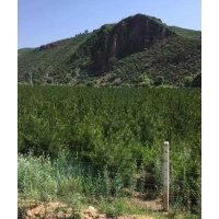 樟子松、油松