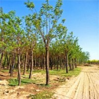 保定市博野縣香花槐大樹