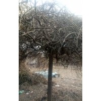 供應龍爪槐36棵10-12公分