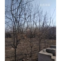 鉆石海棠，花楸，紫葉稠李