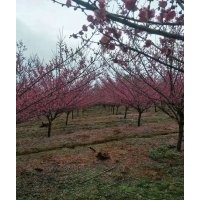 各類常規苗：樂昌含笑，桂花，雞爪槭，櫻花，叢生紅葉李，紅白玉