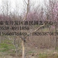 山東泰安0.5-8公分紫薇果樹苗銷售中心