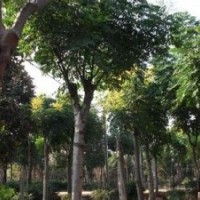 25公分欒樹報價南京欒樹產地知曉15公分優質欒樹