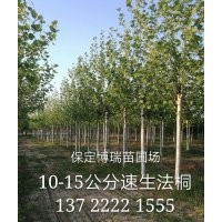 金葉槐基地，合歡價格，法桐報價，河北金葉白蠟