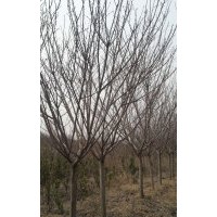大量出售櫻花3-15公分，手機15966192988