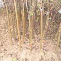 產地直銷3公分丁香樹，大量貨源