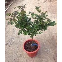 棒棒糖月季基地批發價格，