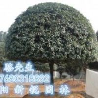 湖南桂花、新銳園林周年慶推出有史以來精品桂花直銷
