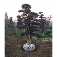 供應南京 杭州征地樹樁10-12-15-20公分造型紅花繼木樁