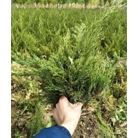 綠化苗木基地大量供應