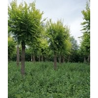 河北省18公分金葉榆價格