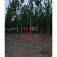 供應精品法桐