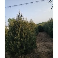 精選白皮松貨源，暢購無憂，好貨價低
