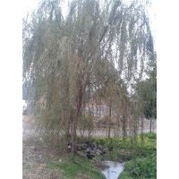 供應(yīng)黃山欒樹，精品欒樹，江蘇黃山欒樹，浙江黃山欒樹