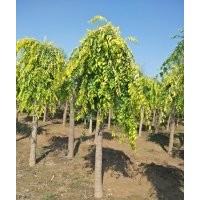 金葉垂榆_金葉垂榆價格_金葉垂榆圖片