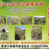 紅松嫁接紅松10萬（營養杯苗）