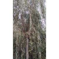 凈地出售米徑12公分，15公分，18公分，20公分垂柳