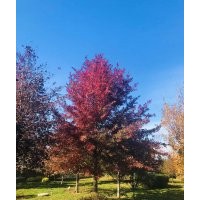 北美紅櫟10cm-25cm(沼生櫟、娜塔櫟、夏櫟、多枝櫟)