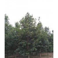 挪威槭12cm-18cm（綠寶石皇后、紅國王、綠柱）