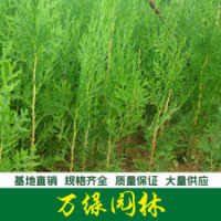 側(cè)柏