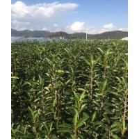 大量法國冬青供應