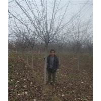 一級櫻花樹報價 一級櫻花樹批發商