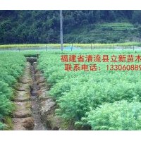 供應馬尾松，楓香，木荷，油茶，濕地松，檫樹.杉木苗三代.