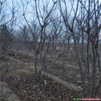 濟南叢生黃櫨基地