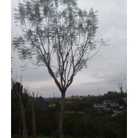 出售藍花，15公分到22公分的