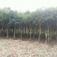 廣西南寧市12-15公分鐵冬青（萬紫千紅，紅果冬青，救必應）特價