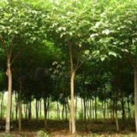 20公分優質重陽木報價提供15公分重陽木產地