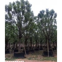 供應(yīng)各種規(guī)格福建香樟 香樟供應(yīng)基地 全冠香樟哪里有 香樟價格