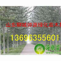 毛白楊價格