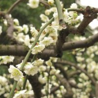 基地7公分綠梅花的價格是160元，一手貨源