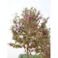 供應3-10公分香花槐價格