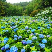 50公分八仙花的批發價格，量多優惠
