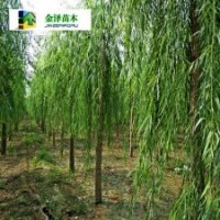 河北垂柳-垂柳產地-垂柳報價