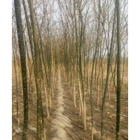 供應速生，原生國槐