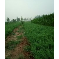 專供沙地柏