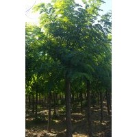 8公分刺槐價格