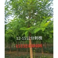 10公分刺槐價格15132430408